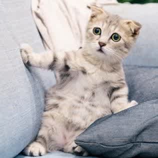 startled, stressed