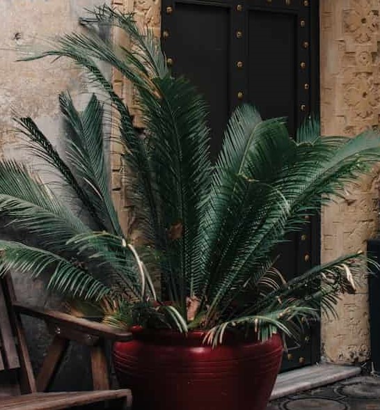 Plants that are poisonous to pets