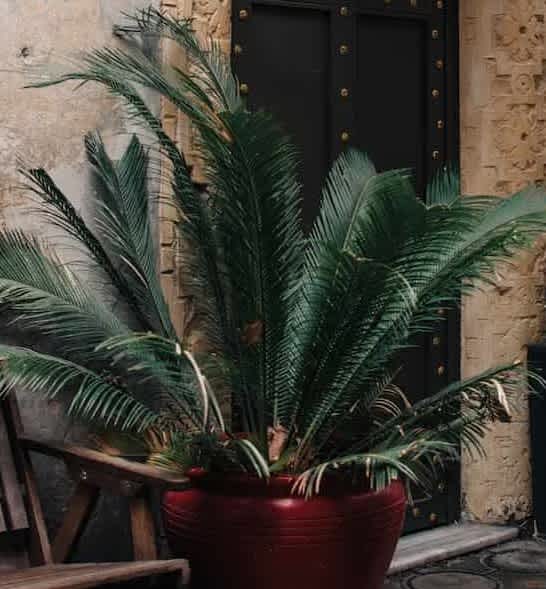 Plants that are poisonous to pets