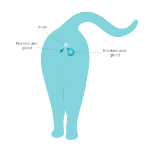 Position of the anal glands in cats