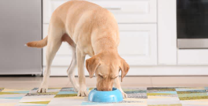 Dog eating from a bowl