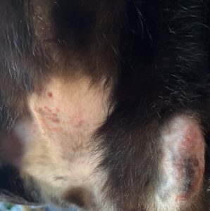 Cat with hair loss and rash
