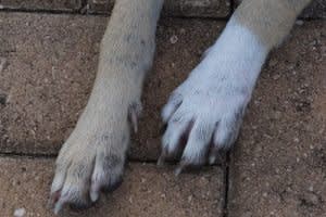 Nail problems in dogs