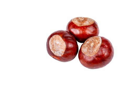 Pile of conkers