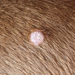 Example of a histiocytoma in a dog