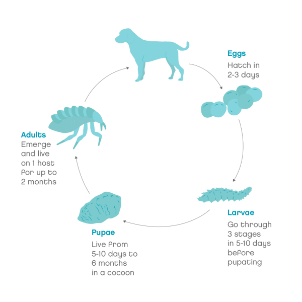 The lifecycle of a flea