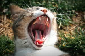 cat yawning and showing teeth