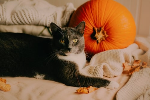 Cat with pumpkin