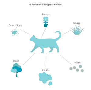 common allergens in cats