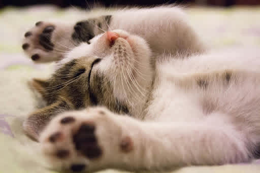 Cat sleeping