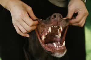 Dog's teeth