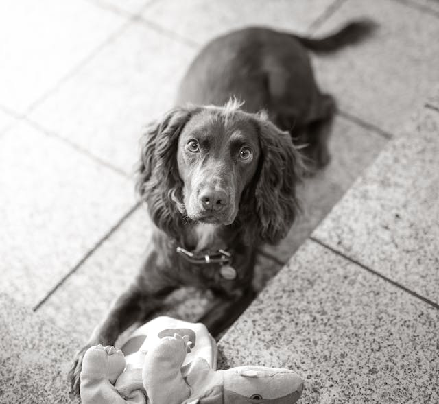 Spaniel with toy
