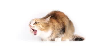 Reverse sneezing in cats