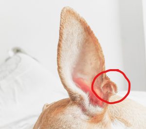 Henry's pocket location on a dog's ear