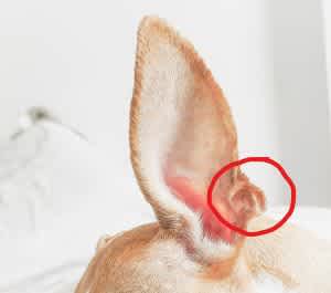 Henry's pocket location on a dog's ear