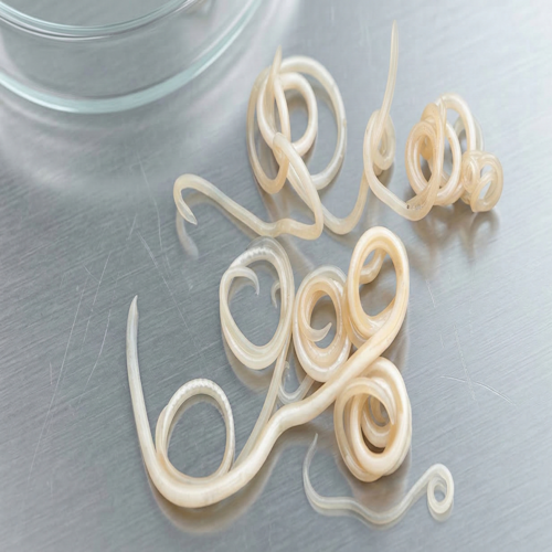 roundworms
