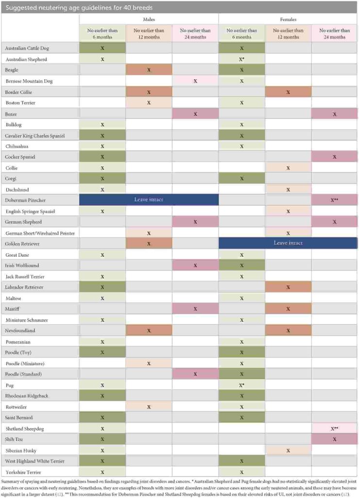 Neutering dogs: what you need to know