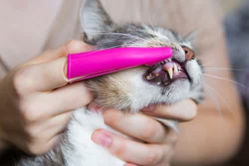 Brushing cat's teeth
