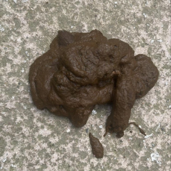 Sloppy dog poo