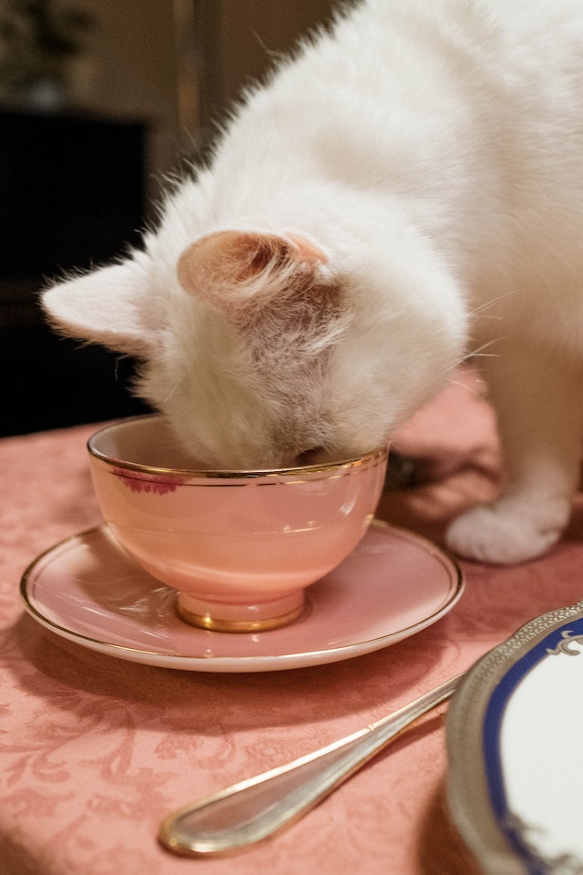 Cat drinking from cup