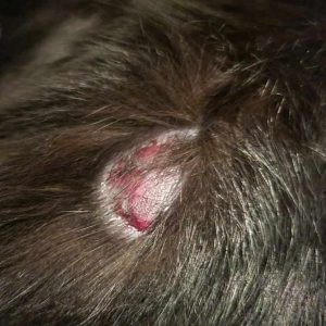 Plaque on the skin of a cat