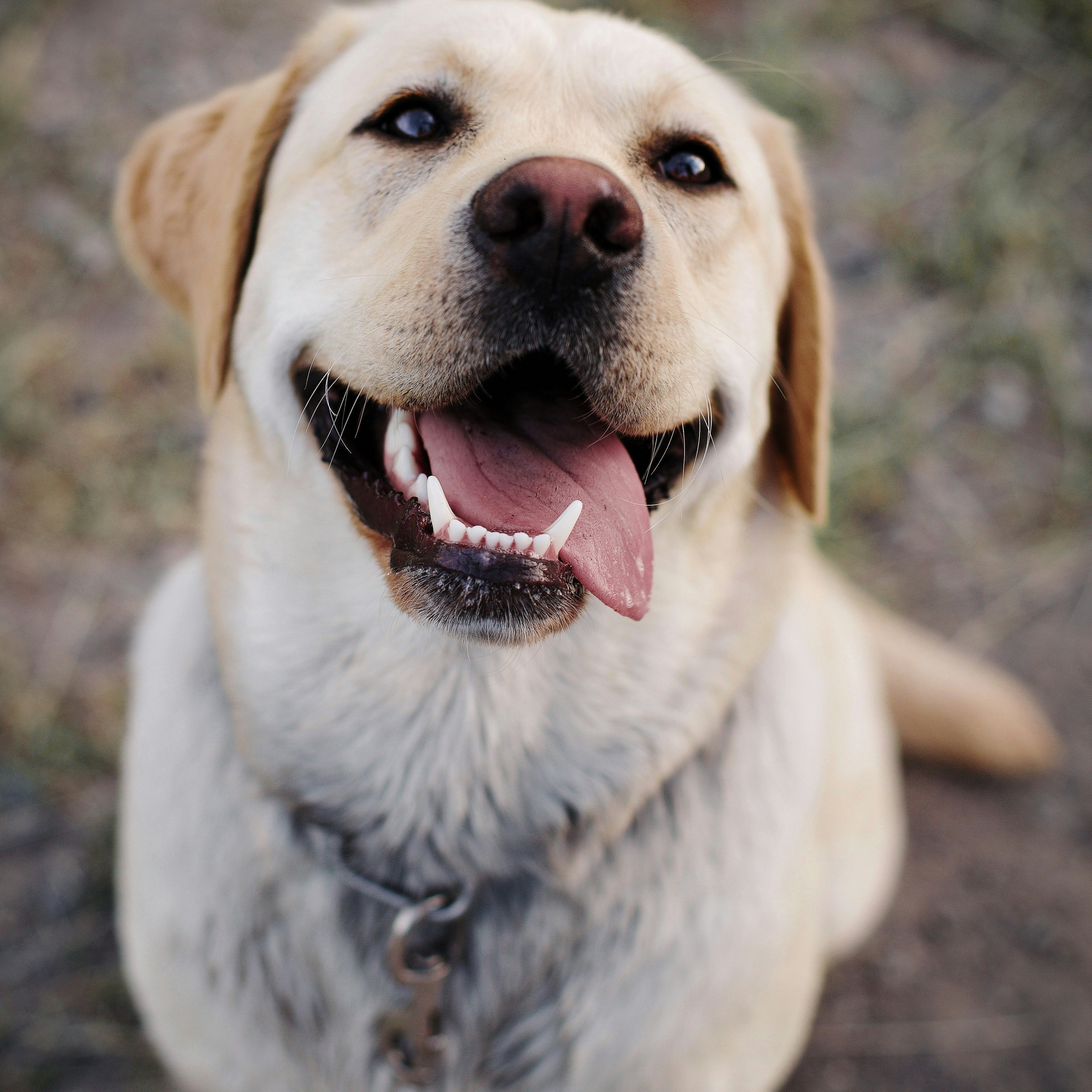 Happy Labrador