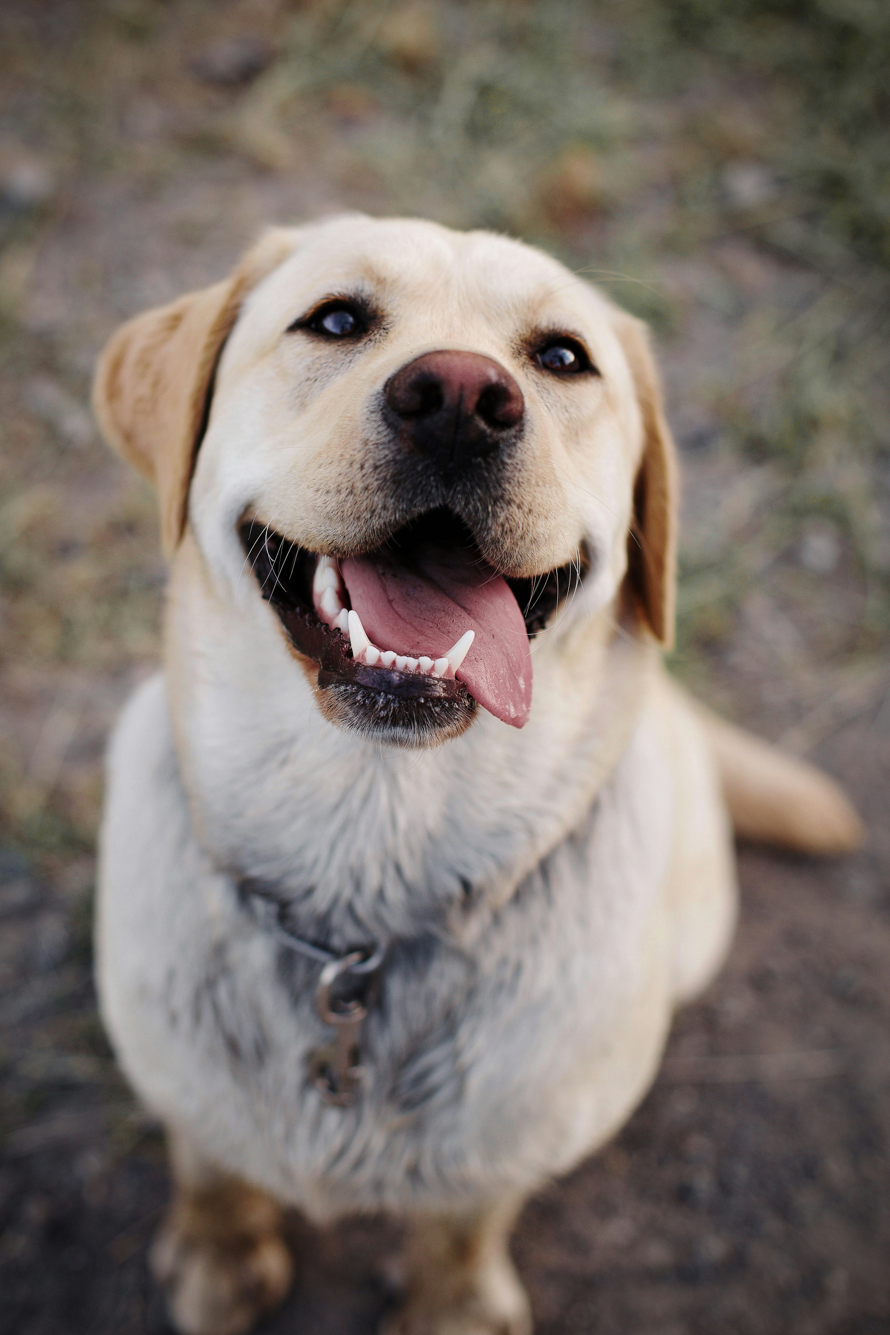 Happy Labrador