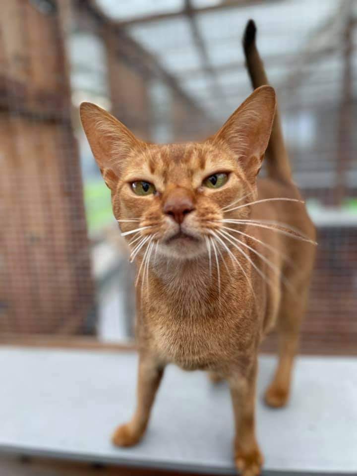 The nine lives of a cat