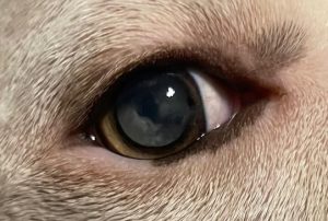 Minor cataract in dog