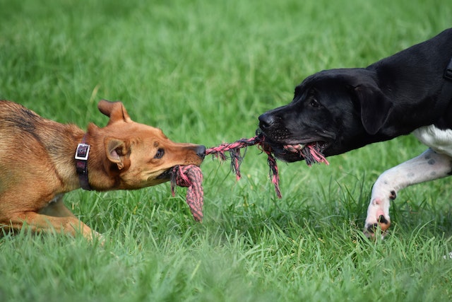 Dogs playing tug of war with a rope toy