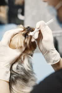 Brushing a dog's teeth