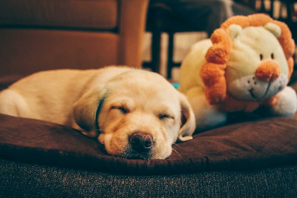 Labrador sleeping