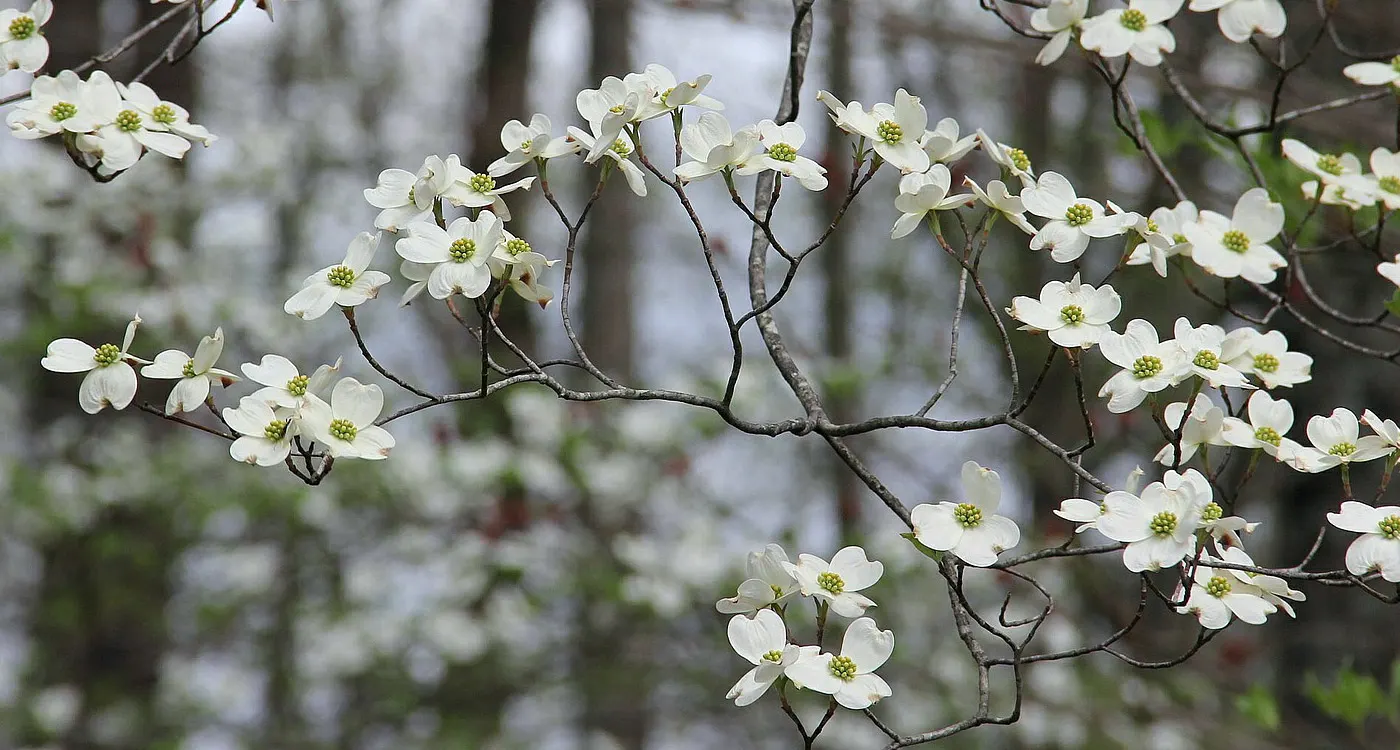 Virginia State flower