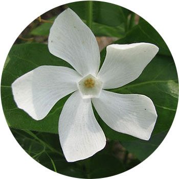 identification - What is this six-petaled white flower with long
