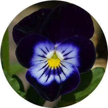 black-viola-tricolor