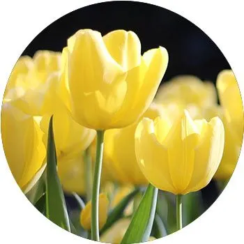 yellow-tulipa