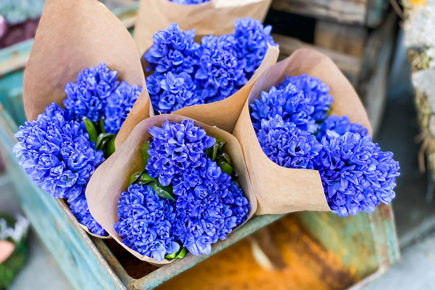 hyacinths-sympathy