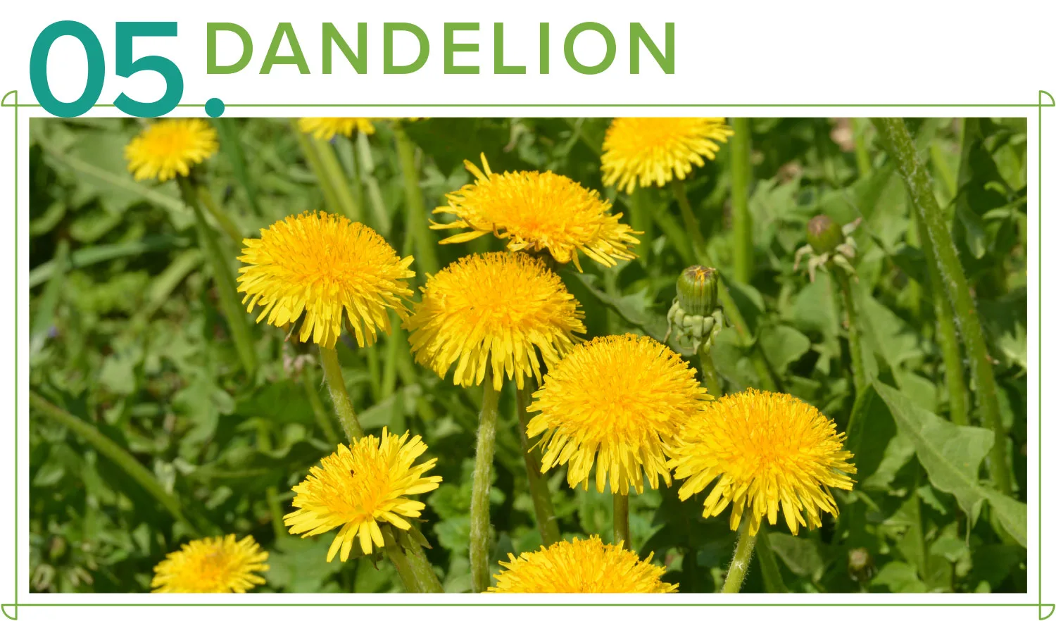 medicinal-plants-05-dandelion