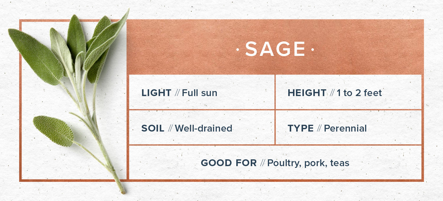 indoor herb garden sage