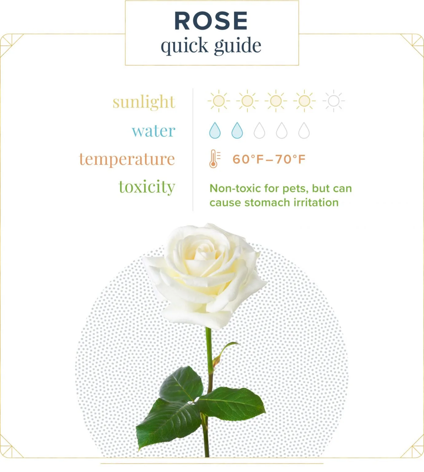 Rose Care Guide: Growing Tips and Info