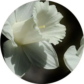 white-narcissus