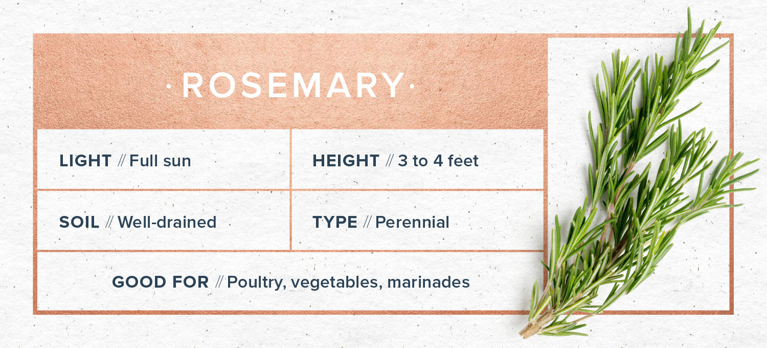indoor herb garden rosemary