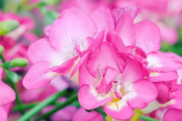 Freesia Meaning and Symbolism