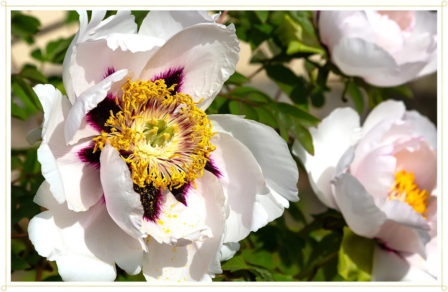 rocks-peony