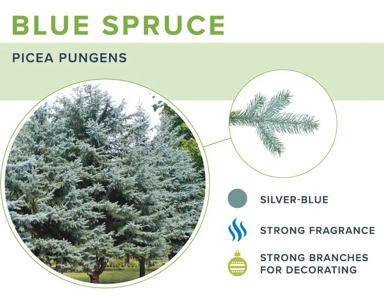 types-of-christmas-trees-blue-spruce