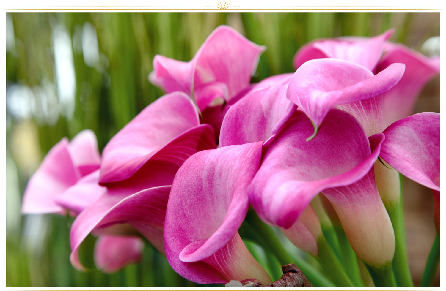 Lenkradbezug MY SPRING FLOWERS PINK 