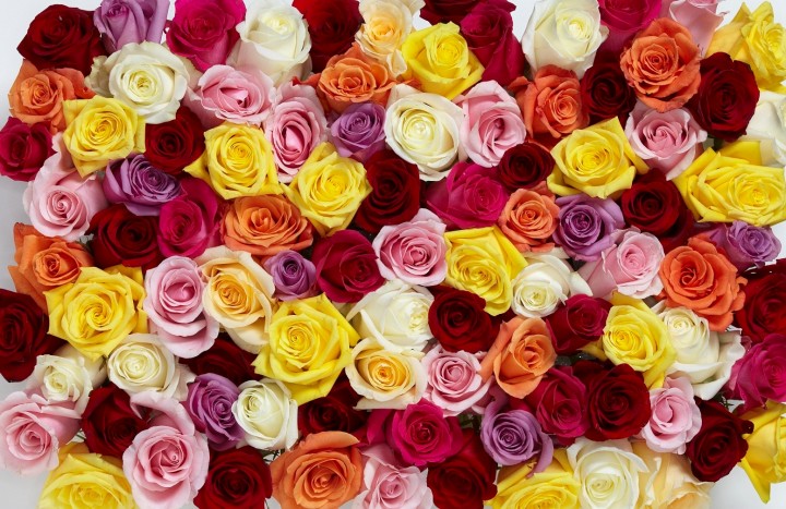 Summer Rose Collection Inspiration - FTD.com