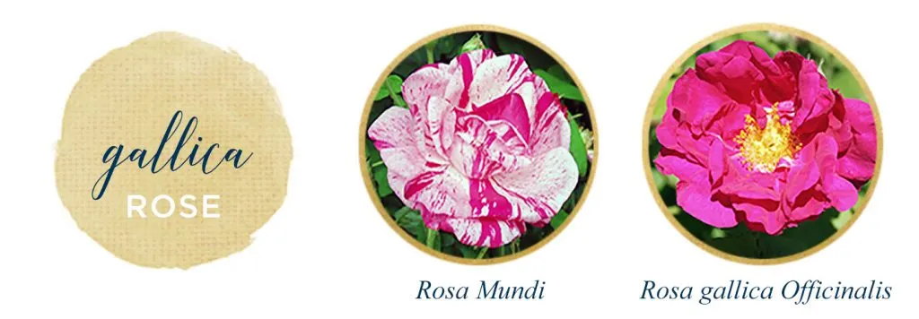 Types of Roses: A Visual Compendium