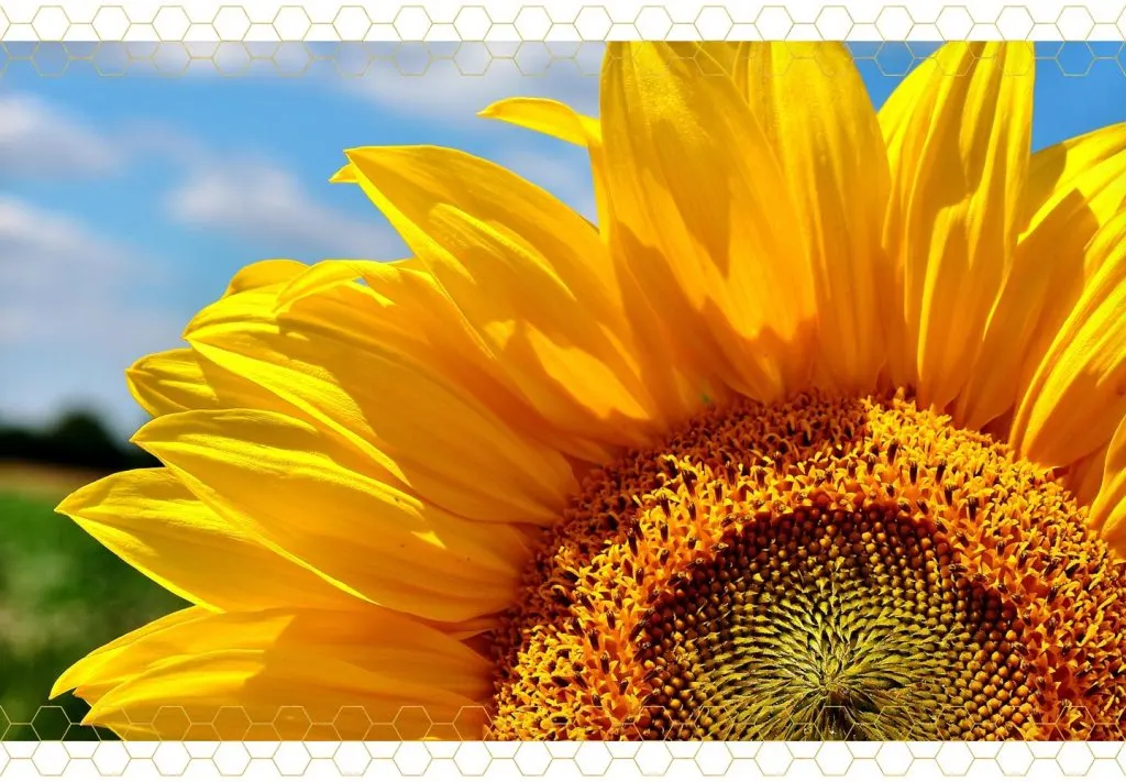 sunflower-care-guide-care-tips-1024x711