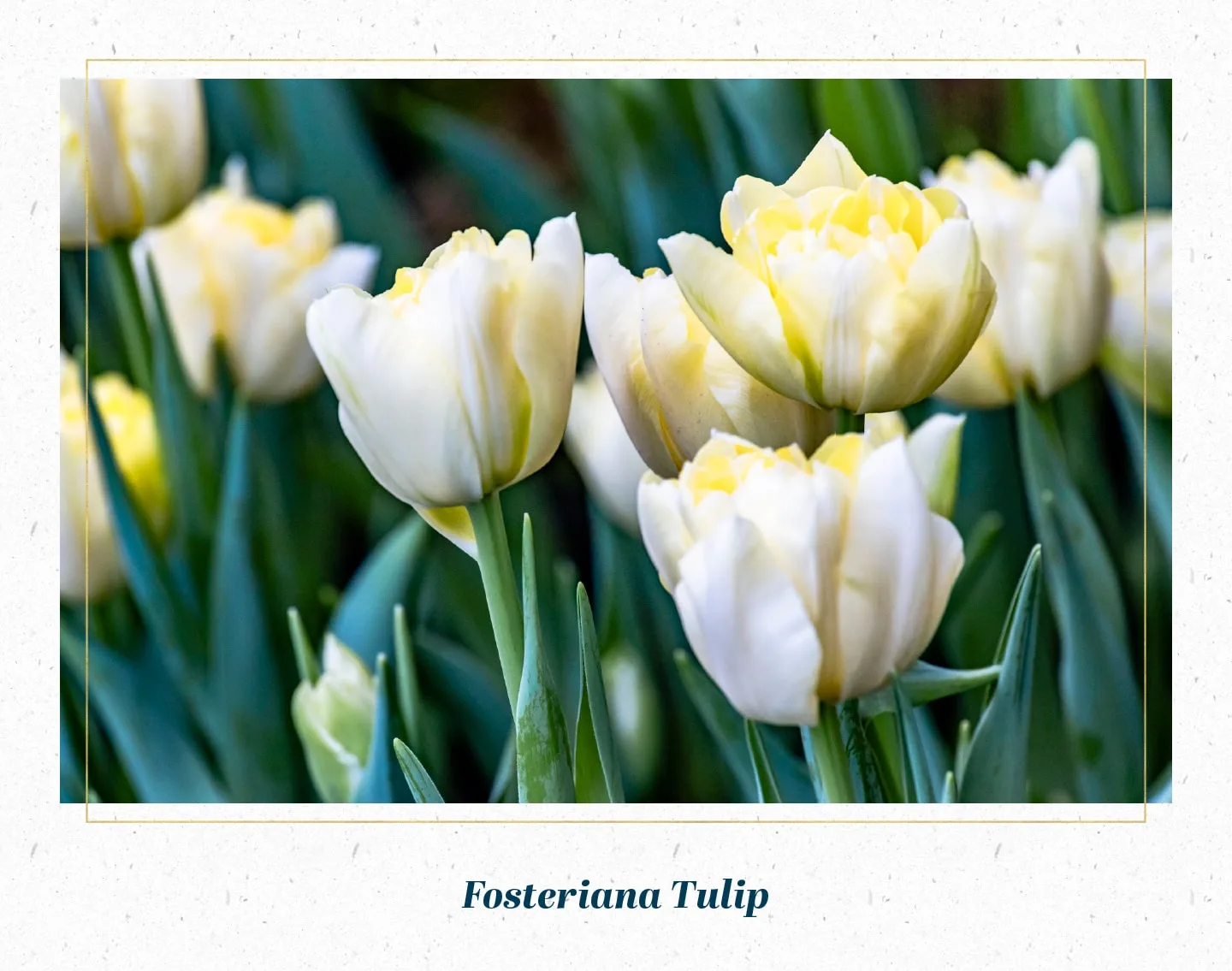 fosteriana-tulip-min